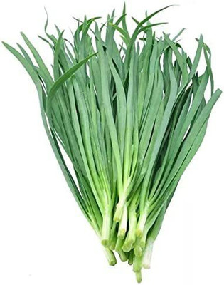 VibeX HUA-99 - Chinese Chive Leek - (750 Seeds) Seed(750 per packet)