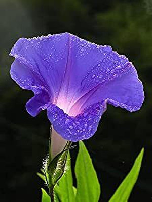 ACCELCROP Morning Glory F1 Hybrid Flower Seed(50 per packet)