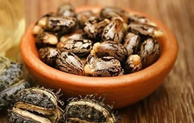 Siddhivinayak Express Castor or Communis Seeds, Amanakku Vidhai | Castor Beans | Ricinus | Seed(300 per packet)