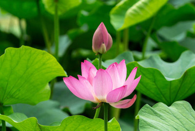 Gulabi nagari lotus,kamal seeds Seed(13 per packet)