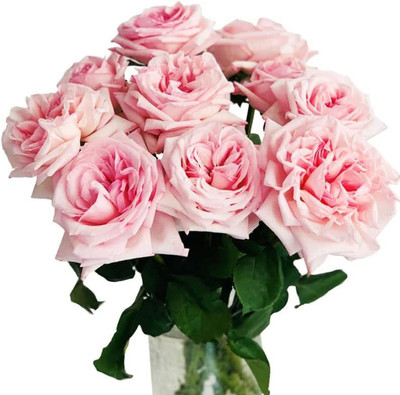 CYBEXIS NBIR-8 - Litchi Rose - (300 Seeds) Seed(300 per packet)