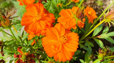 ZIXA Cosmos Orange Seed(100 per packet)