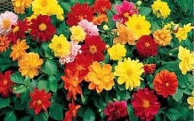 DIOART DAHLIA Seed(15 per packet)