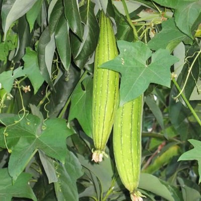 KNESSiN QLI-30 Ridge Gourd Seed(50 per packet)