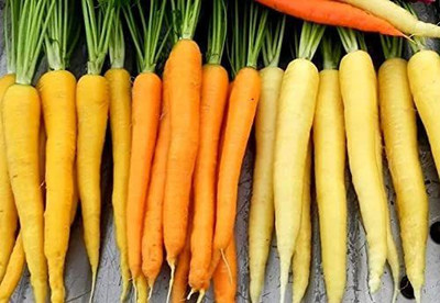 VibeX ® LXI-165 Carrot Mix 3 Colorful Varieties Seed(500 per packet)