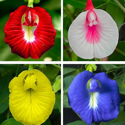 isarkars ™️ Aparajita Hybrid Mix Colour (Butterfly Pea) Flower Seeds Best for Gardening Seed(15 per packet)