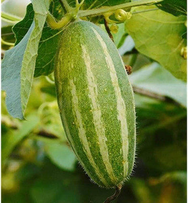 wequality parwal vegetable seeds/pointed gourd seeds 17 Seed(17 per packet)