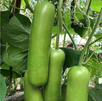 CYBEXIS HUA-31 - Bottle Gourd (Loki) - (100 Seeds) Seed(100 per packet)