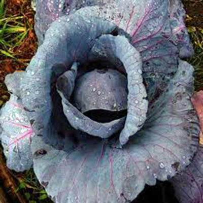 WILLVINE HUA -I Cabbage Seed, Red Acre, Heirloom [5g] Seed(1500 per packet)