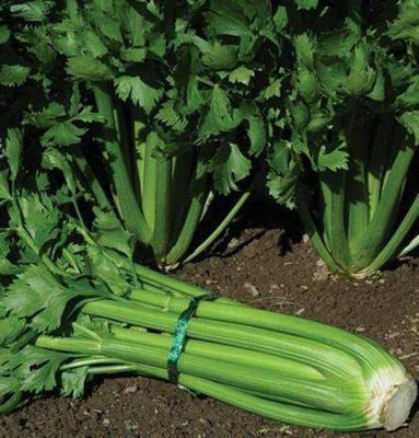 CYBEXIS XL-80 - Tall Utah 52/70 Celery - (750 Seeds) Seed(750 per packet)
