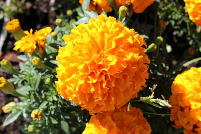 Decon marigold/gende ka phool flower seeds Seed(75 per packet)