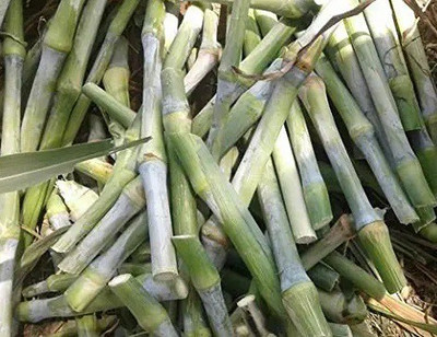 Dbbrothers Super Napier/Pakchong-1 OriginalThailandGenetic hybrid fodder grass slips Seed(10 per packet)