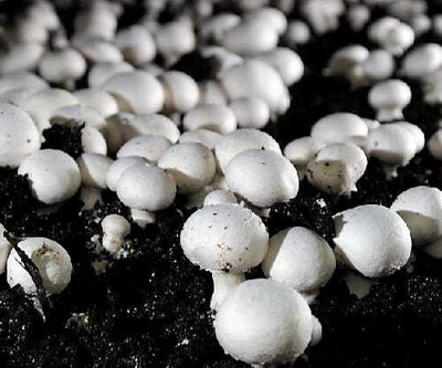 Mayabon Button mushroom seed,organic,Healthy,Vegetable Seed,Pack of 1 Seed(200 g)