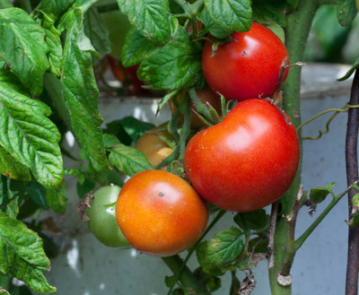 Harcog tomato Seed(125 per packet)