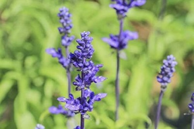 Qualtivate PUA-2A Palisades Mix Salvia Blue Sage Seed(100 per packet)