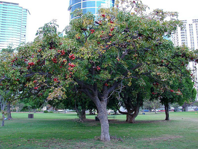 VibeX NBIR-25 - Serculia Foetida / China Almond / Java Olive Tree - (30 Seeds) Seed(30 per packet)