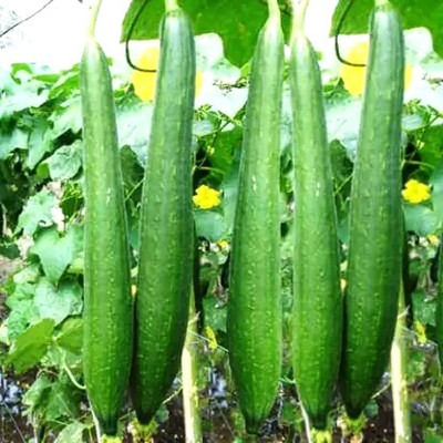 EcoFusion sponge gourd seeds Seed(116 per packet)