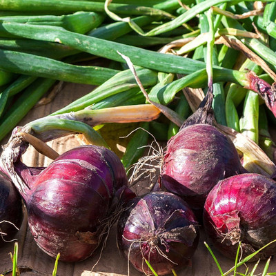 KNESSiN Heat Tolerant Red Creole Onion Vegetable Seeds For Gardening-(2400 Seeds) Seed(2400 per packet)