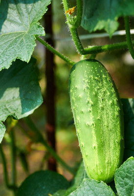Seedsilk Store Cucumber Seeds Hybrid | Cucumber Planting Seed(50 per packet)