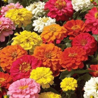 Qualtivate GUA-187 Hybrid seeds of Zinnia Lilliput, Zinnia Dahlia & Zinnia Pulcino Summer Seed(25 per packet)