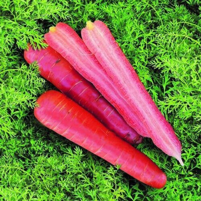 Quentova Carrot RUBY-9M-VNT Seed(200 per packet)