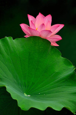 SAFROONI lotus,kamal gatta Seed(10 per packet)