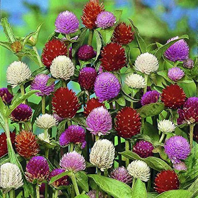 Lorvox Gomphrena Mixed Colour Flower Seeds Hybrid F1 Seed(48 per packet)