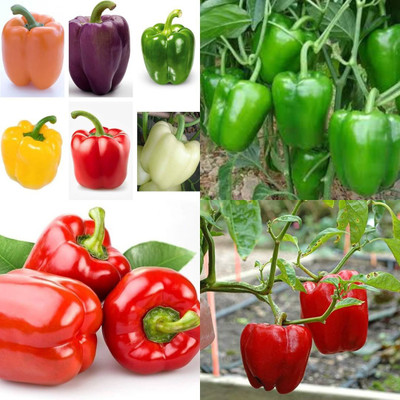 ibains Yellow capsicum seeds shimla mirchi pack of 70 Seed(70 per packet)