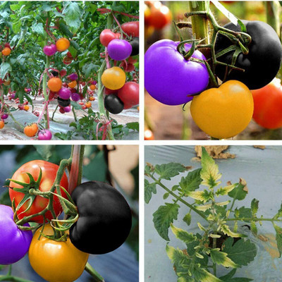 CYBEXIS Fast grow Multi-Color Tomato Seeds500 Seeds Seed(500 per packet)