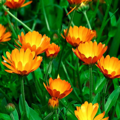 Lorvox Calendula Double Mixed Color Flower Hybrid Seed(110 per packet)