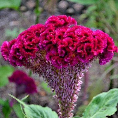 Quentova Celosia Cristata Cockscomb-44D-ICRA Seed(50 per packet)