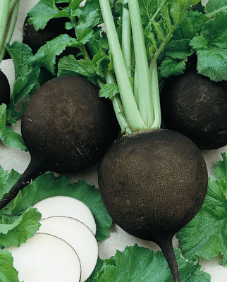VibeX XLR-23 - Black Radish - (250 Seeds) Seed(250 per packet)