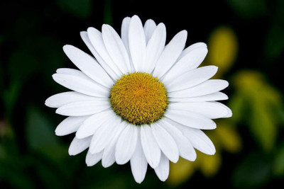 CYBEXIS African Daisy Flower Seeds Seed(1 g)