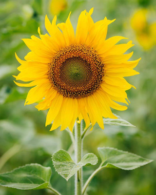 ibains Hybrid sunflower seeds Seed(24 per packet)