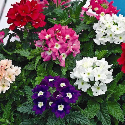 ORAKLE Verbena-Flower Choice Mixed Seed(80 per packet)