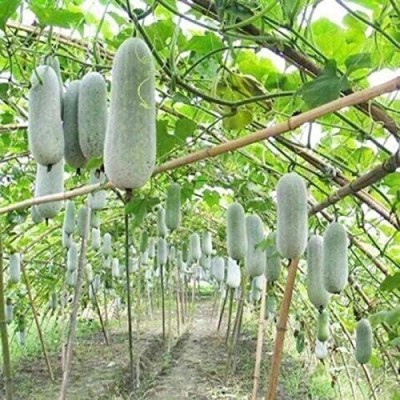 Qualtivate ™ Ash Gourd Seeds Seed(10 per packet)