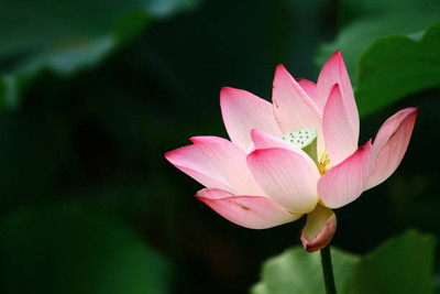 worldex lotus,kamal gatta Seed(11 per packet)