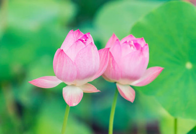 surmul lotus,kamal gatta Seed(11 per packet)
