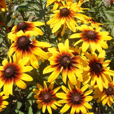 CYBEXIS Outdoor hardy black heart chrysanthemum seeds Seed(1 g)
