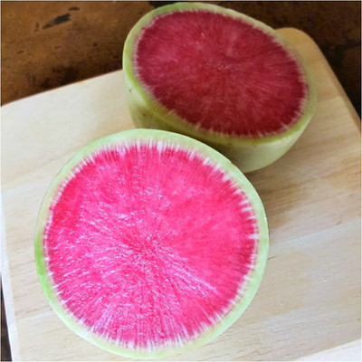 CYBEXIS HUA-14 - Watermelon Radish (Raphanus sativus) - (2250 Seeds) Seed(2250 per packet)