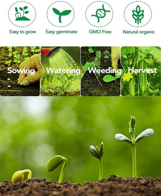 CYBEXIS Rocket Seeds (Diplotaxis tenuifolia)2800 Seeds Seed(2800 per packet)
