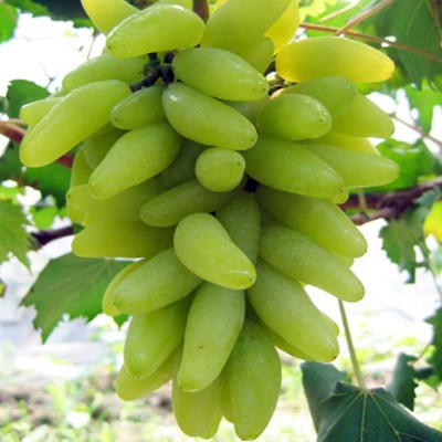 CYBEXIS Fruit Seeds for Orchard - Grape Seeds100 Seeds Seed(100 per packet)