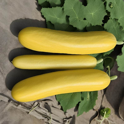 Flipkart SmartBuy Cucumber Yellow Seed(25 per packet)
