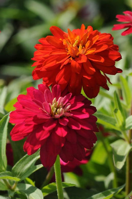 Qualtivate NBIR-180 Zinnia Elegans 'Cherry-red' Seed(25 per packet)
