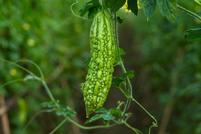 Kodali Hybrid F1 Bitter Gourd Seeds Pack Of 23 Seed(23 per packet)