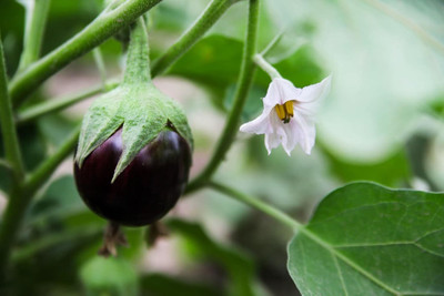 Biosnyg Abundant Yield Round Valencia Eggplant ( Seeds) Seed(5000 per packet)