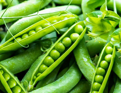 Qualtivate HUA-6A Sugar Snap Pea Seeds Seed(200 per packet)