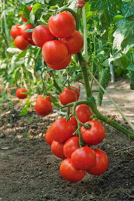 prev tomato Seed(30 per packet)