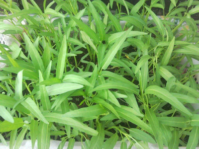 Qualtivate GBPT-1A Thai Kangkong Spinach/Water Spinach/Kolmi Shak Seed(50 per packet)