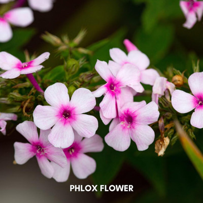 Lorvox New Tall Purple Phlox Paniculata Garden Summer Native Hummingbird Seed(12 per packet)